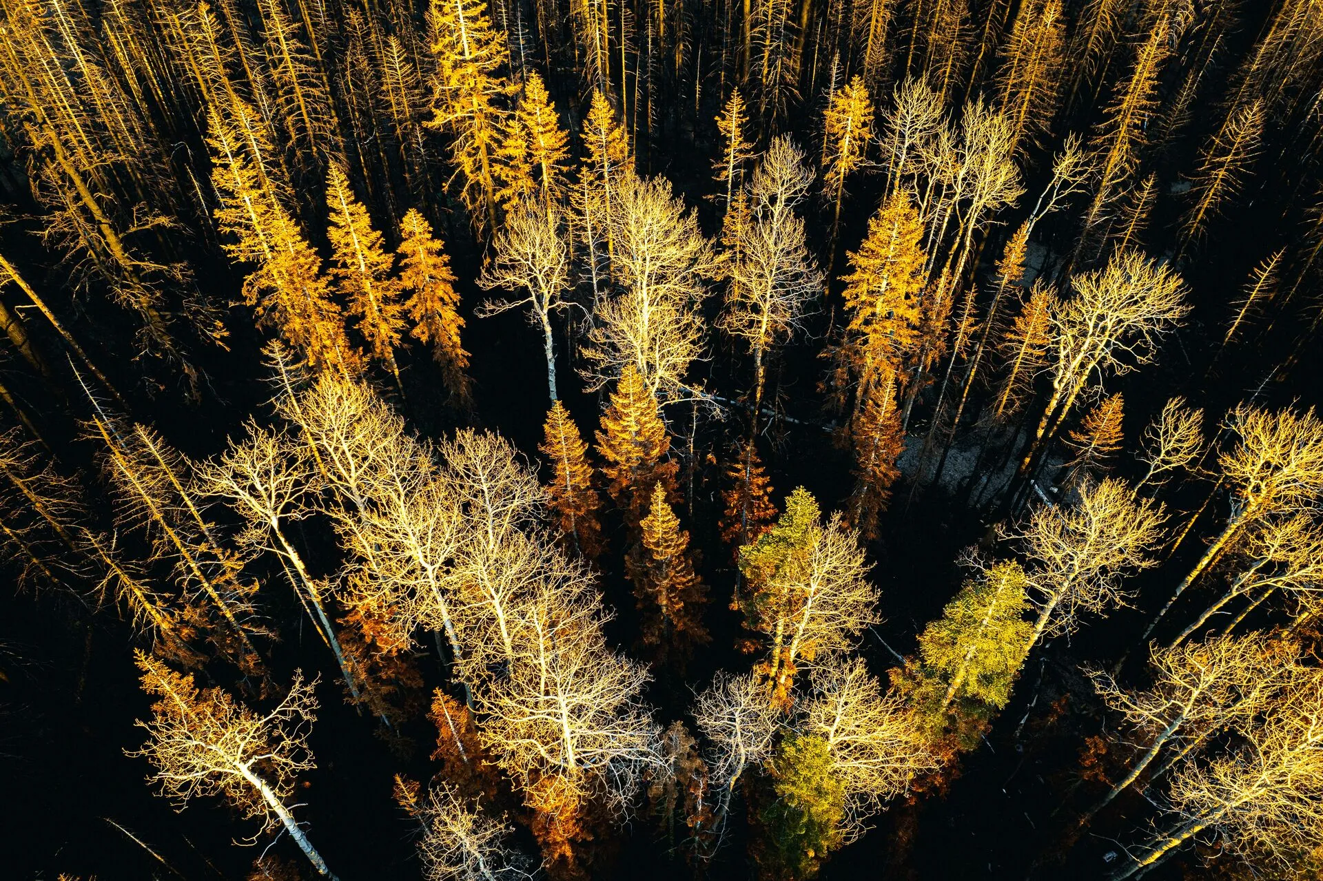 Lifetime Value & Revenue Analytics